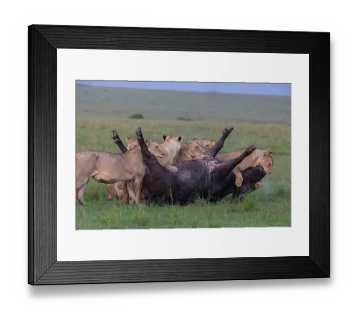 Framed Print : Group of Lions (Panthera leo) female, attacking an African buffalo (Syncerus caffer) one using the kiss of death, axphyxiation by obstructing the muzzle and nostrils Framed Print : Group of Lions (Panthera leo) female, attacking an African buffalo (Syncerus caffer) one using the kiss of death, axphyxiation by obstructing the muzzle and nostrils
