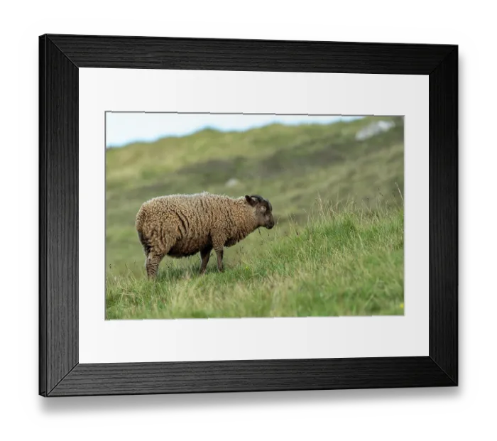 Framed Print : Shetland sheep in grassland, Sumburgh Head Lighthouse Nature Reserve, Shetland, Scotland, UK. July
