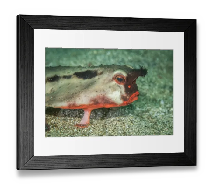 Framed Print : Red-lipped batfish (Ogcocephalus darwini) portrait, Isabela Island, Galapagos Islands, Pacific Ocean Framed Print : Red-lipped batfish (Ogcocephalus darwini) portrait, Isabela Island, Galapagos Islands, Pacific Ocean