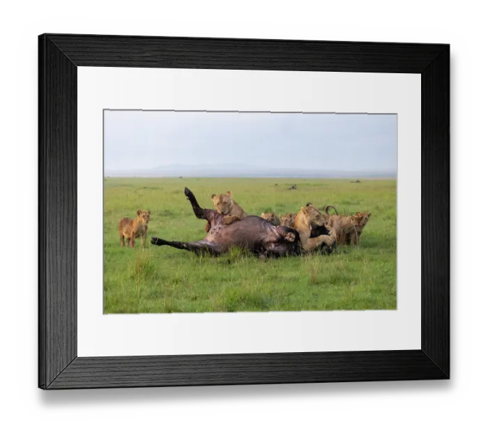 Framed Print : Two Lions (Panthera leo) females and cubs, attacking an African buffalo (Syncerus caffer), Masai Mara National Reserve, Kenya Framed Print : Two Lions (Panthera leo) females and cubs, attacking an African buffalo (Syncerus caffer), Masai Mara National Reserve, Kenya