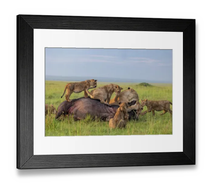 Framed Print : Lion (Panthera leo) female, attacking an African buffalo (Syncerus caffer) using the kiss of death, axphyxiation by obstructing the muzzle and nostrils with her cubs watching Framed Print : Lion (Panthera leo) female, attacking an African buffalo (Syncerus caffer) using the kiss of death, axphyxiation by obstructing the muzzle and nostrils with her cubs watching