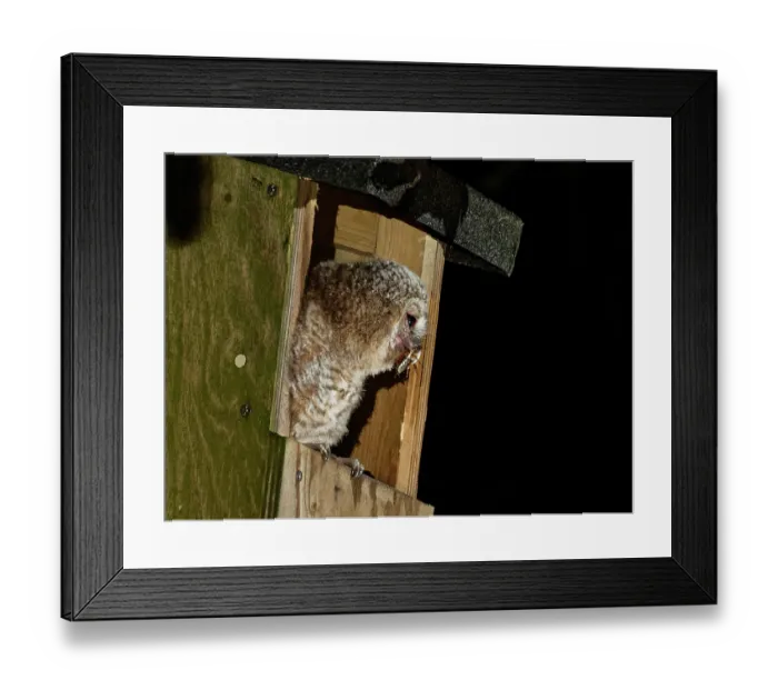 Framed Print : Tawny owl (Strix aluco) chick perched at entrance to garden nest box with Cockchafer (Melolontha melolontha) prey in beak, just delivered by a parent at dusk, Wiltshire, UK. May Framed Print : Tawny owl (Strix aluco) chick perched at entrance to garden nest box with Cockchafer (Melolontha melolontha) prey in beak, just delivered by a parent at dusk, Wiltshire, UK. May