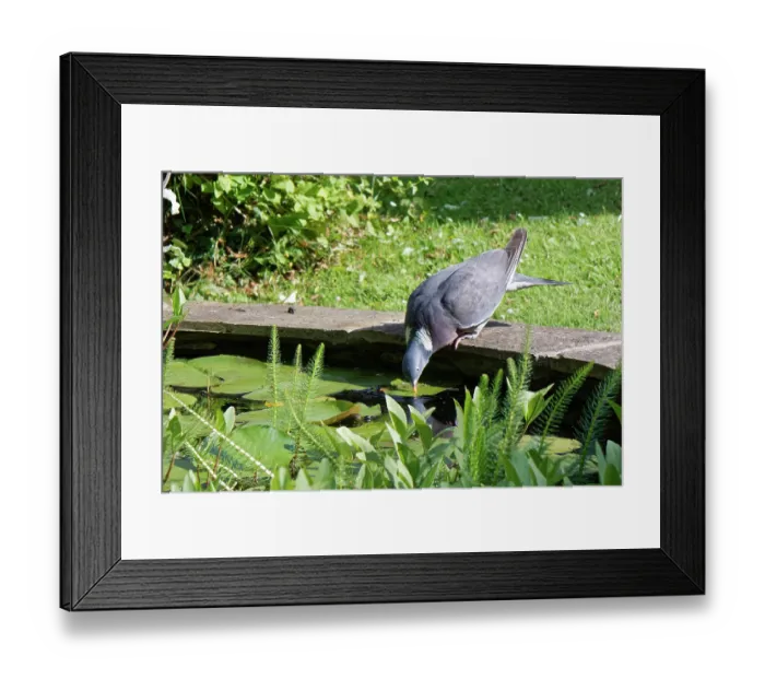 Framed Print : Wood pigeon (Columba palumbus) drinking from a garden pond on a hot summer afternoon, Wiltshire, UK. July Framed Print : Wood pigeon (Columba palumbus) drinking from a garden pond on a hot summer afternoon, Wiltshire, UK. July