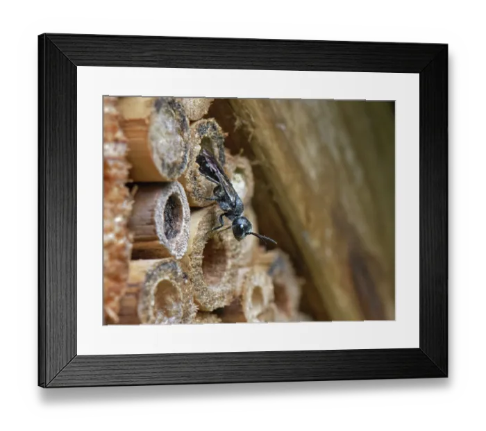 Framed Print : Aphid wasp (Pemphredon sp.) emerging from nest hole in an insect hotel, Wiltshire garden, UK. August