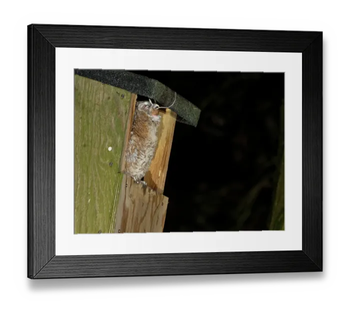 Framed Print : Tawny owl (Strix aluco) chick perched at entrance to garden nest box, swallowing Wood mouse (Apodemus sylvaticus) prey, just delivered by a parent, Wiltshire, UK, June