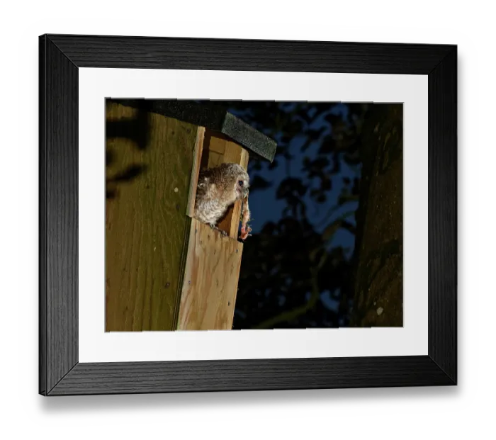 Framed Print : Tawny owl (Strix aluco) chick perched in entrance to garden nest box at dusk holding leg of a sibling in its beak, cannibalised by its mother to feed the single surviving chick