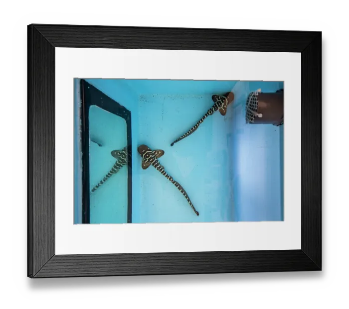 Framed Print : Two Zebra shark (Stegostoma varium) juveniles being raised in captivity, prior to release, part of the Re-Shark project, Misool, Raja Ampat, West Papua, Indonesia Framed Print : Two Zebra shark (Stegostoma varium) juveniles being raised in captivity, prior to release, part of the Re-Shark project, Misool, Raja Ampat, West Papua, Indonesia