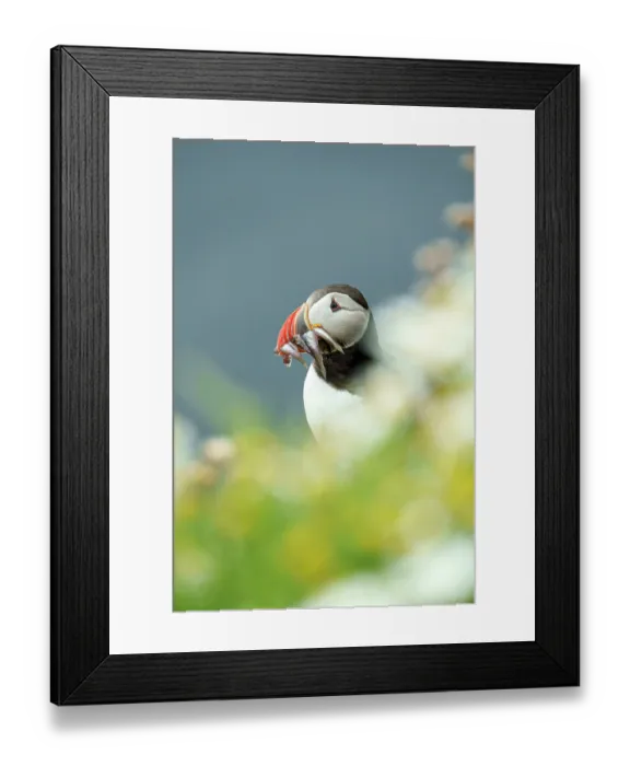 Framed Print : Atlantic puffin (Fratercula arctica) with beak full of Sandeels prey, Sumburgh Head Lighthouse Nature Reserve, Shetland, Scotland, UK. July Framed Print : Atlantic puffin (Fratercula arctica) with beak full of Sandeels prey, Sumburgh Head Lighthouse Nature Reserve, Shetland, Scotland, UK. July
