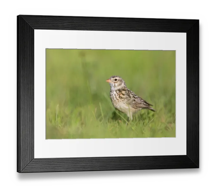 Framed Print : Botha's lark (Spizocorys fringillaris) standing on grass, Wakkerstroom, South Africa. Endangered Framed Print : Botha's lark (Spizocorys fringillaris) standing on grass, Wakkerstroom, South Africa. Endangered