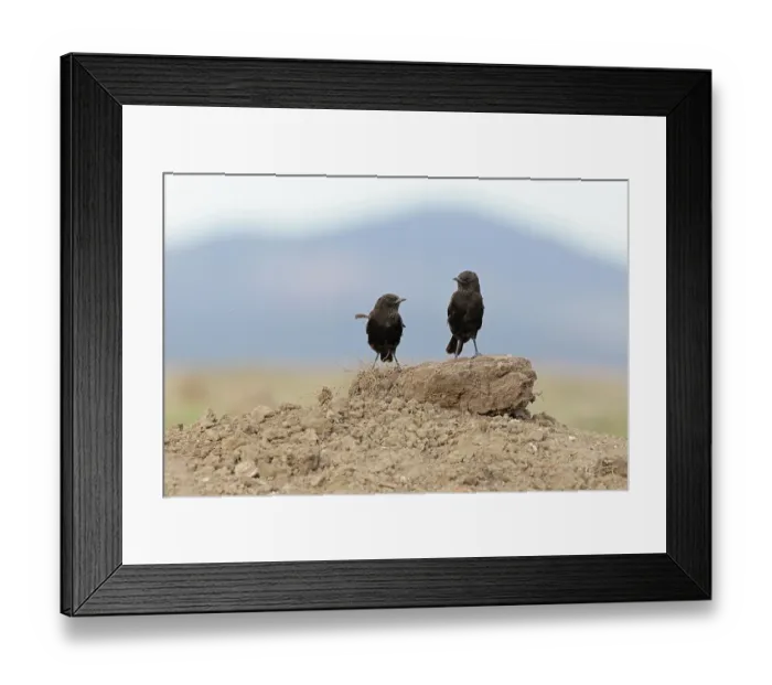 Framed Print : Northern ant-eating chats (Myrmecocichla aethiops) pair, standing on dry ground, El Karama Wilderness Conservancy, northern Kenya Framed Print : Northern ant-eating chats (Myrmecocichla aethiops) pair, standing on dry ground, El Karama Wilderness Conservancy, northern Kenya