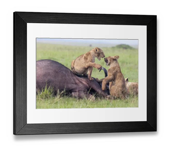Framed Print : Two Lion (Panthera leo) cubs sitting on African buffalo (Syncerus caffer) prey vocalising, Masai Mara National Reserve, Kenya Framed Print : Two Lion (Panthera leo) cubs sitting on African buffalo (Syncerus caffer) prey vocalising, Masai Mara National Reserve, Kenya