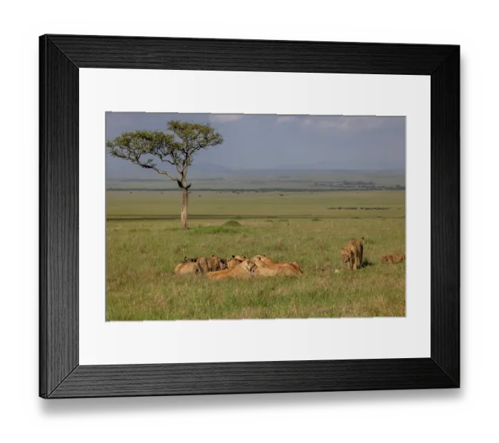 Framed Print : Pride of Lions (Panthera leo) feeding on African buffalo (Syncerus caffer) prey, Masai Mara National Reserve, Kenya Framed Print : Pride of Lions (Panthera leo) feeding on African buffalo (Syncerus caffer) prey, Masai Mara National Reserve, Kenya