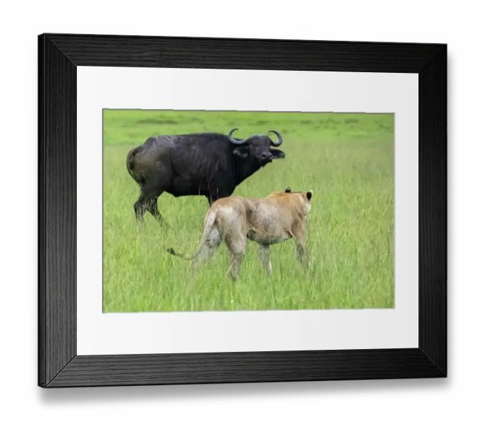 Framed Print : Lion (Panthera leo) female, hunting an African buffalo (Syncerus caffer), Masai Mara National Reserve, Kenya Framed Print : Lion (Panthera leo) female, hunting an African buffalo (Syncerus caffer), Masai Mara National Reserve, Kenya