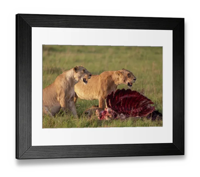 Framed Print : Two Lions (Panthera leo) female, feeding on African buffalo (Syncerus caffer) prey, Masai Mara National Reserve, Kenya Framed Print : Two Lions (Panthera leo) female, feeding on African buffalo (Syncerus caffer) prey, Masai Mara National Reserve, Kenya