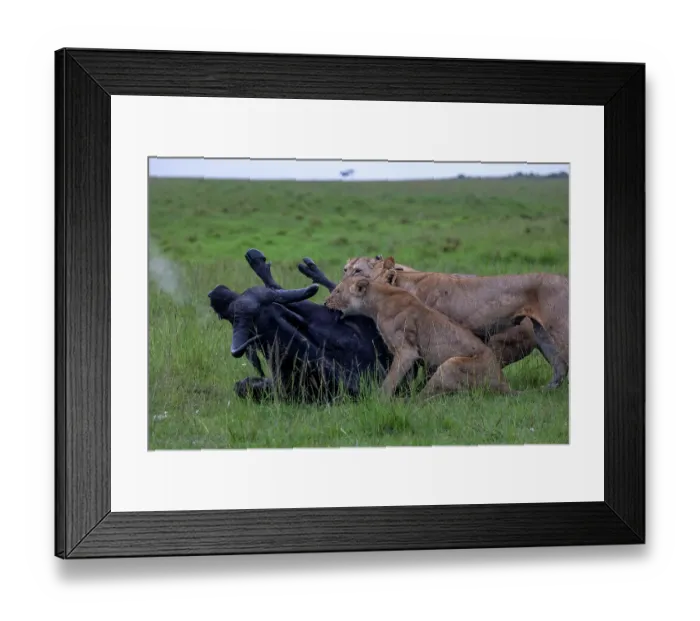 Framed Print : Two Lions (Panthera leo) female, attacking an African buffalo (Syncerus caffer), Masai Mara National Reserve, Kenya