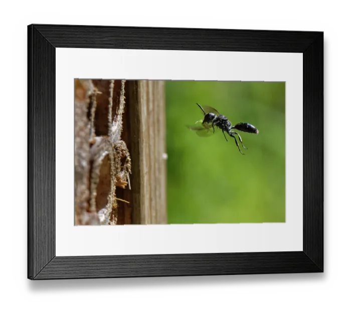 Framed Print : Aphid wasp (Pemphredon sp.) flying towards burrow in an insect hotel carrying a paralysed Rose aphid (Macrosiphum rosae) prey, Wiltshire garden, UK. August Framed Print : Aphid wasp (Pemphredon sp.) flying towards burrow in an insect hotel carrying a paralysed Rose aphid (Macrosiphum rosae) prey, Wiltshire garden, UK. August