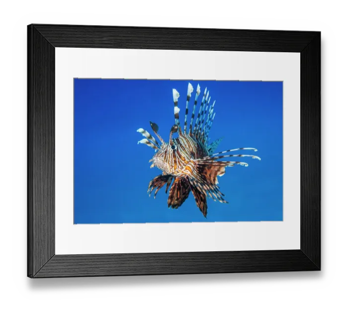 Framed Print : Red lionfish (Pterois volitans) portrait, Sharm El Shiekh, Sinai, Egypt, Red Sea Framed Print : Red lionfish (Pterois volitans) portrait, Sharm El Shiekh, Sinai, Egypt, Red Sea