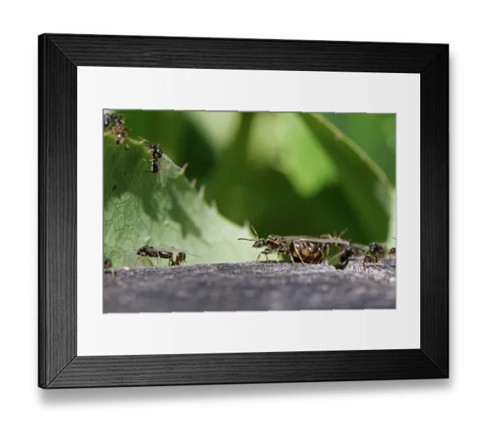 Framed Print : Black garden ants (Lasius niger), wingless workers, winged male alates and a larger female alate or queen gathering on a wooden post on a warm summer day Framed Print : Black garden ants (Lasius niger), wingless workers, winged male alates and a larger female alate or queen gathering on a wooden post on a warm summer day