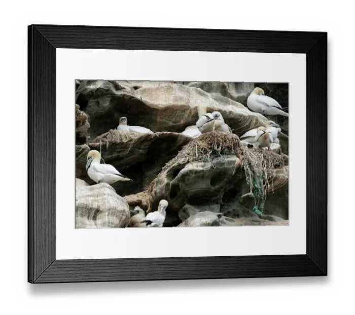 Framed Print : Northern gannets (Morus bassanus) with chicks on nests made with parts of nylon fishing nets and ropes, Noss National Nature Reserve. Shetland Isles, Scotland, UK. July Framed Print : Northern gannets (Morus bassanus) with chicks on nests made with parts of nylon fishing nets and ropes, Noss National Nature Reserve. Shetland Isles, Scotland, UK. July