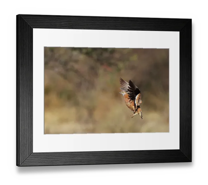 Framed Print : Burchell's sandgrouse (Pterocles burchelli) male, in flight, Khamab Kalahri Reserve, Northern Cape, South Africa Framed Print : Burchell's sandgrouse (Pterocles burchelli) male, in flight, Khamab Kalahri Reserve, Northern Cape, South Africa