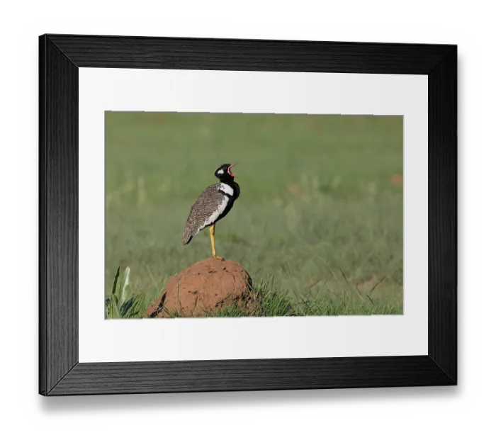 Framed Print : Northern black korhaan (Afrotis afraoides) territorial calling, Rietvlei Nature Reserve, Gauteng, South Africa Framed Print : Northern black korhaan (Afrotis afraoides) territorial calling, Rietvlei Nature Reserve, Gauteng, South Africa