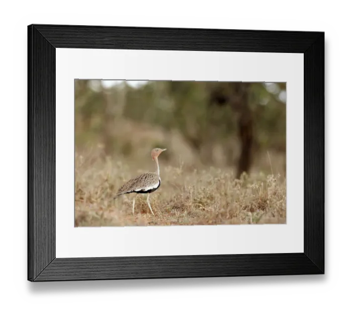 Framed Print : Buff-crested bustard (Eupodotis gindiana) walking through dry grassland, El Karama Wilderness Conservancy, northern Kenya Framed Print : Buff-crested bustard (Eupodotis gindiana) walking through dry grassland, El Karama Wilderness Conservancy, northern Kenya