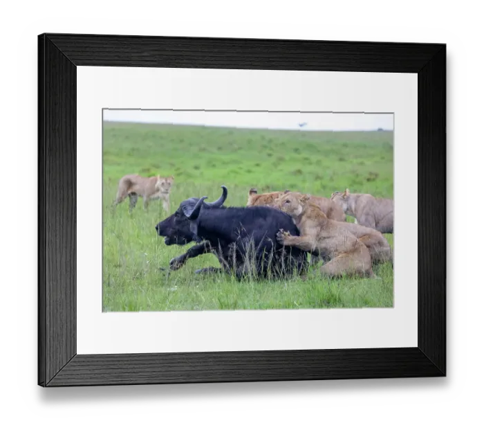 Framed Print : Group of Lions (Panthera leo) female, attacking an African buffalo (Syncerus caffer), Masai Mara National Reserve, Kenya Framed Print : Group of Lions (Panthera leo) female, attacking an African buffalo (Syncerus caffer), Masai Mara National Reserve, Kenya