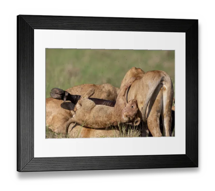 Framed Print : Group of Lions (Panthera leo) females and cubs, attacking an African buffalo (Syncerus caffer), Masai Mara National Reserve, Kenya Framed Print : Group of Lions (Panthera leo) females and cubs, attacking an African buffalo (Syncerus caffer), Masai Mara National Reserve, Kenya