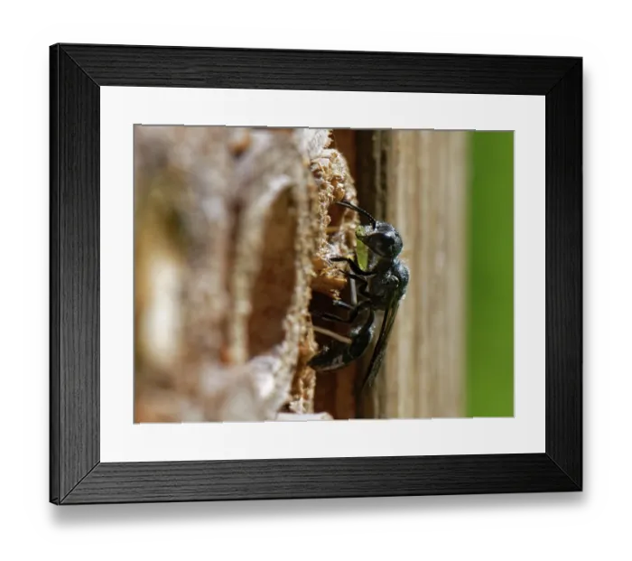 Framed Print : Aphid wasp (Pemphredon sp.) at entrance to nest burrow in an insect hotel carrying a paralysed Rose aphid (Macrosiphum rosae) prey, Wiltshire garden, UK. August