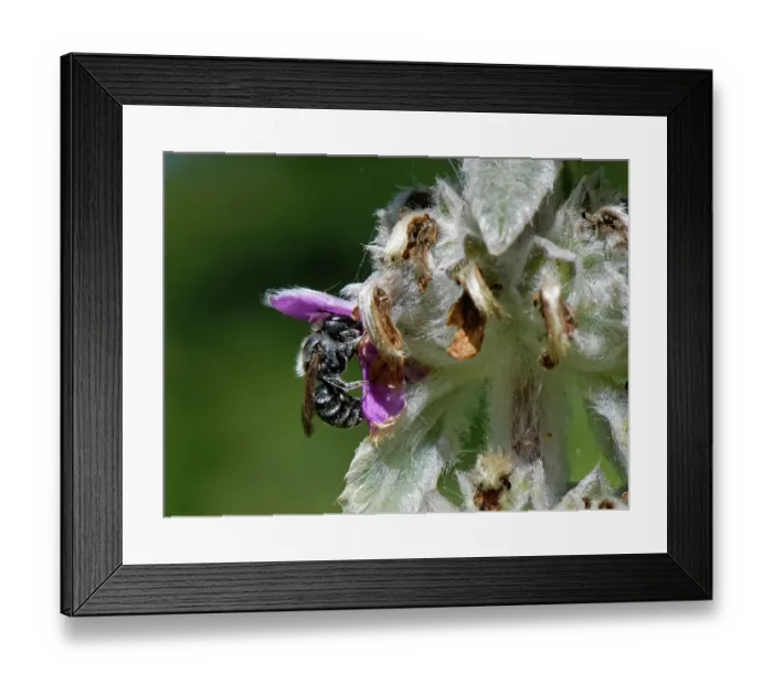 Framed Print : Blue mason bee (Osmia caerulescens) female, nectaring from a Lamb's ear (Stachys byzantina) flower in a garden flowerbed, Wiltshire, UK. July Framed Print : Blue mason bee (Osmia caerulescens) female, nectaring from a Lamb's ear (Stachys byzantina) flower in a garden flowerbed, Wiltshire, UK. July