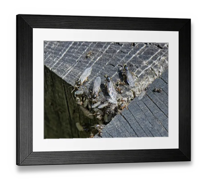 Framed Print : Black garden ants (Lasius niger) wingless workers, winged male alates and larger female alates or queens gathering on wooden sleepers on a warm summer day Framed Print : Black garden ants (Lasius niger) wingless workers, winged male alates and larger female alates or queens gathering on wooden sleepers on a warm summer day