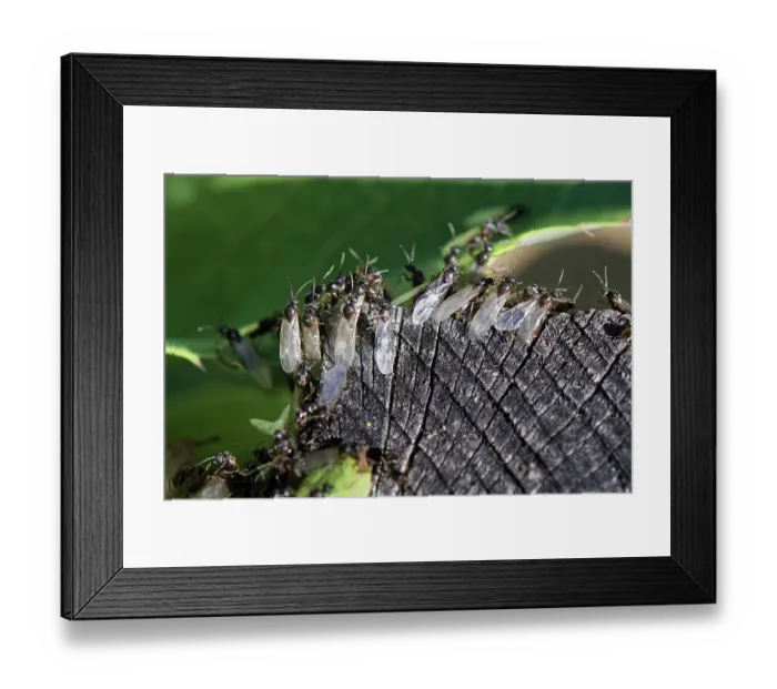 Framed Print : Black garden ants (Lasius niger), winged male alates massing on a wooden post on a warm summer, preparing to fly off after emerging from a nest in a garden flowerbed, Wiltshire