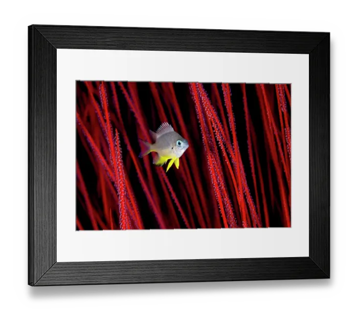 Framed Print : White-belly damsel (Amblyglyphidodon leucogaster) juvenile, swimming among Red sea whips (Ellisella sp.) on a coral reef, Misool, Raja Ampat, West Papua, Indonesia Framed Print : White-belly damsel (Amblyglyphidodon leucogaster) juvenile, swimming among Red sea whips (Ellisella sp.) on a coral reef, Misool, Raja Ampat, West Papua, Indonesia