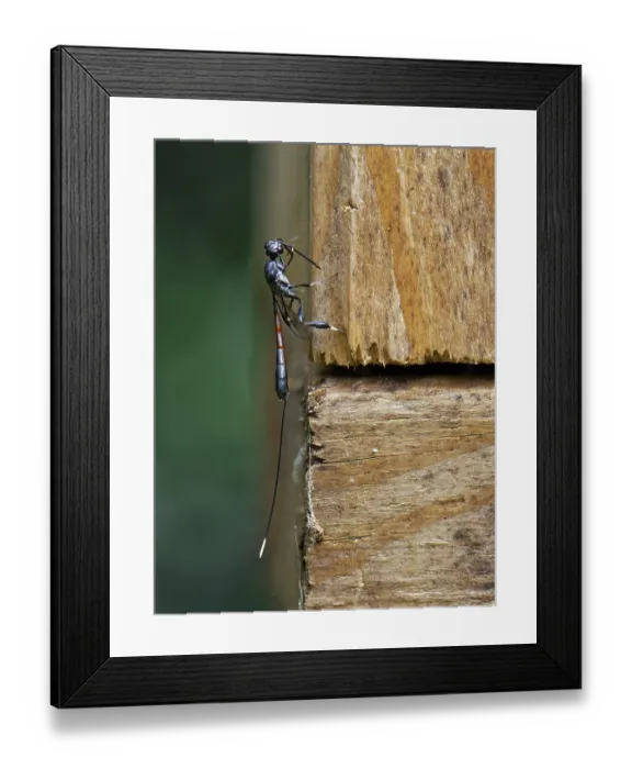 Framed Print : Wild carrot wasp (Gasteruption jaculator) female, a parasite of solitary bees and wasps, visiting an insect hotel in search of host nests, Wiltshire garden, UK. June Framed Print : Wild carrot wasp (Gasteruption jaculator) female, a parasite of solitary bees and wasps, visiting an insect hotel in search of host nests, Wiltshire garden, UK. June