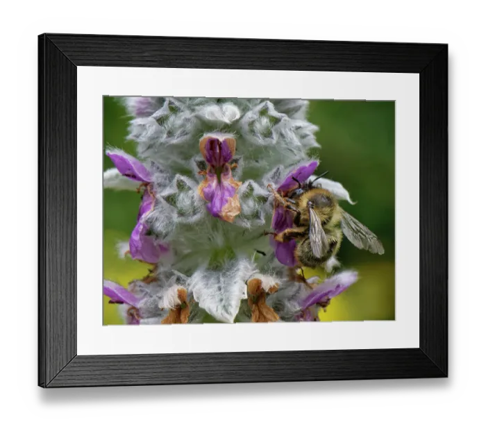 Framed Print : Fork-tailed flower bee (Anthophora furcata) female, visiting Lamb's ear (Stachys byzantina) flowers in a garden flowerbed, Wiltshire, UK. July Framed Print : Fork-tailed flower bee (Anthophora furcata) female, visiting Lamb's ear (Stachys byzantina) flowers in a garden flowerbed, Wiltshire, UK. July