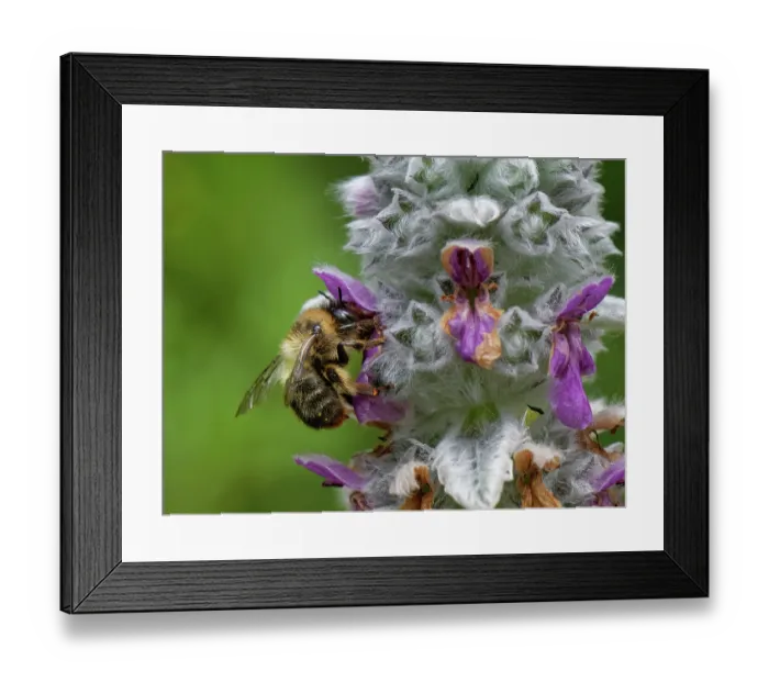 Framed Print : Fork-tailed flower bee (Anthophora furcata) female, visiting Lamb's ear (Stachys byzantina) flowers in a garden flowerbed, Wiltshire, UK. July Framed Print : Fork-tailed flower bee (Anthophora furcata) female, visiting Lamb's ear (Stachys byzantina) flowers in a garden flowerbed, Wiltshire, UK. July