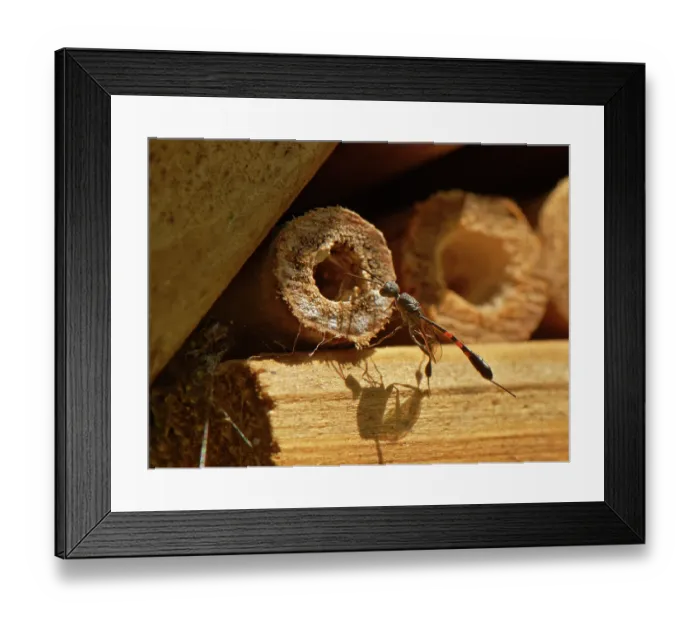 Framed Print : Wild carrot wasp (Gasteruption assectator) female, a parasite of Yellow-face bees (Hylaeus spp.), inspecting host nest burrows in an insect hotel, Wiltshire garden, UK. June Framed Print : Wild carrot wasp (Gasteruption assectator) female, a parasite of Yellow-face bees (Hylaeus spp.), inspecting host nest burrows in an insect hotel, Wiltshire garden, UK. June