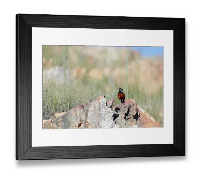 Framed Print : Cape rockjumper (Chaetops frenatus) perched on rocks, calling, Swartberg Pass, Western Cape, South Africa Framed Print : Cape rockjumper (Chaetops frenatus) perched on rocks, calling, Swartberg Pass, Western Cape, South Africa