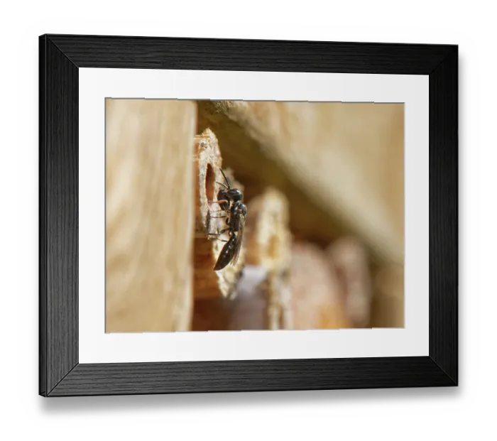 Framed Print : Horned black wasp (Passaloecus corniger) entering nest burrow in an insect hotel with a Black bean aphid (Aphis fabae) Framed Print : Horned black wasp (Passaloecus corniger) entering nest burrow in an insect hotel with a Black bean aphid (Aphis fabae)
