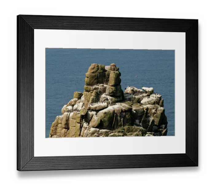 Framed Print : Guillemot (Uria aalge) breeding colony perched on Armed Knight rock stack, Land's End, Cornwall, UK. June Framed Print : Guillemot (Uria aalge) breeding colony perched on Armed Knight rock stack, Land's End, Cornwall, UK. June