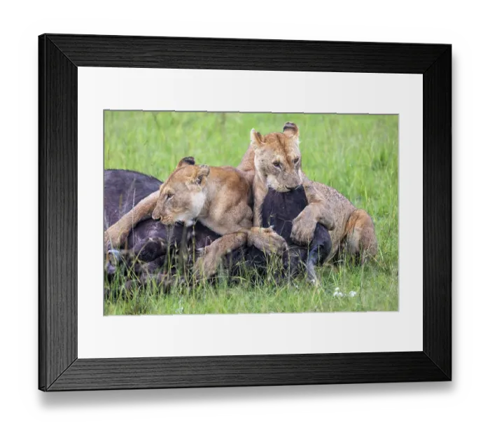 Framed Print : Two Lions (Panthera leo) female, attacking an African buffalo (Syncerus caffer) one using the kiss of death, axphyxiation by obstructing the muzzle and nostrils Framed Print : Two Lions (Panthera leo) female, attacking an African buffalo (Syncerus caffer) one using the kiss of death, axphyxiation by obstructing the muzzle and nostrils