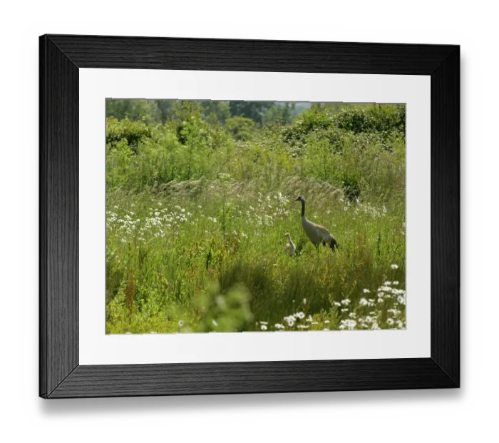 Framed Print : Eurasian crane (Grus grus) and chick foraging in tall vegetation bordering a marshland pool, Slimbridge, Gloucestershire, UK. June Framed Print : Eurasian crane (Grus grus) and chick foraging in tall vegetation bordering a marshland pool, Slimbridge, Gloucestershire, UK. June