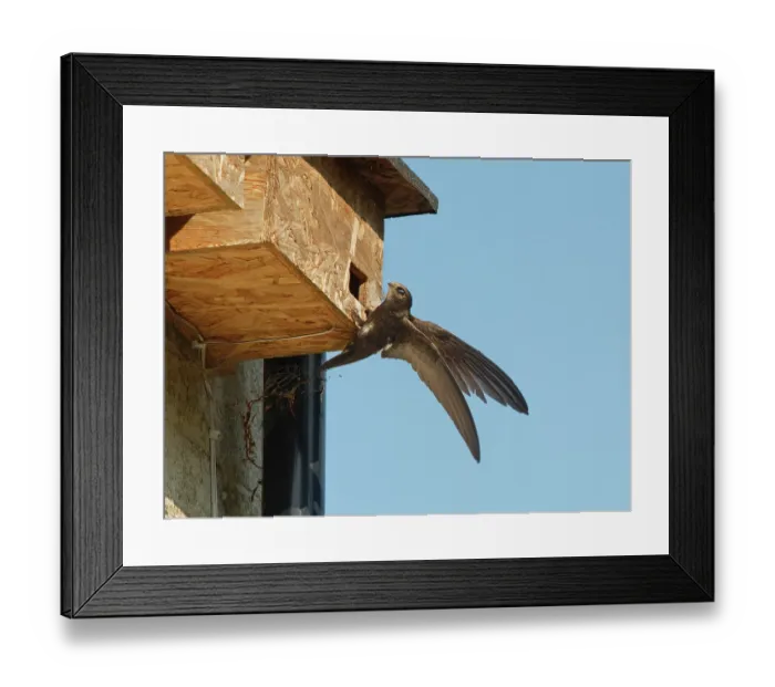 Framed Print : Common swift (Apus apus) young adult landing briefly or 'banging' to inspect a prospective nest box, Box, Wiltshire, UK. June Framed Print : Common swift (Apus apus) young adult landing briefly or 'banging' to inspect a prospective nest box, Box, Wiltshire, UK. June