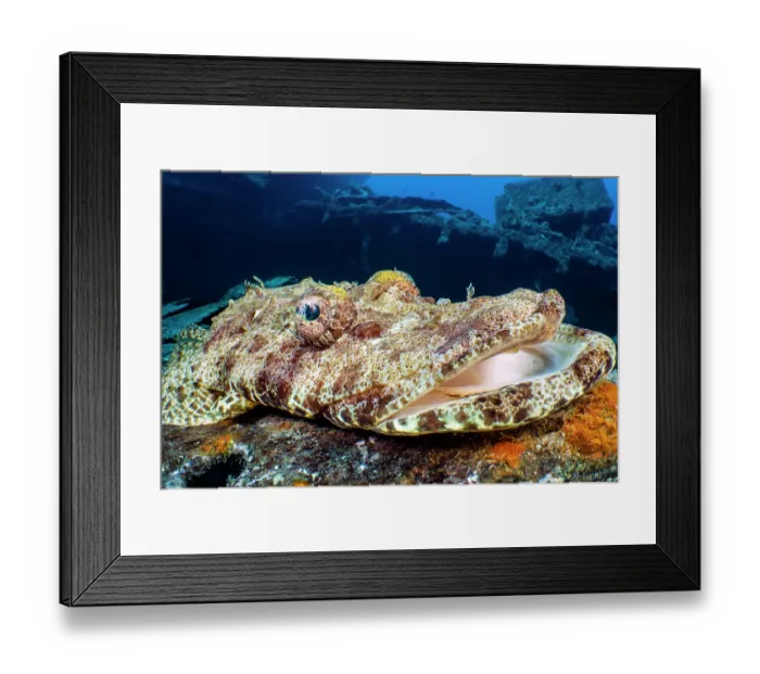 Framed Print : Crocodile flathead (Cymbacephalus beauforti) waiting to ambush prey on SS Thistlegorm Wreck, Sha'ab Ali, Sinai, Egypt, Red Sea Framed Print : Crocodile flathead (Cymbacephalus beauforti) waiting to ambush prey on SS Thistlegorm Wreck, Sha'ab Ali, Sinai, Egypt, Red Sea