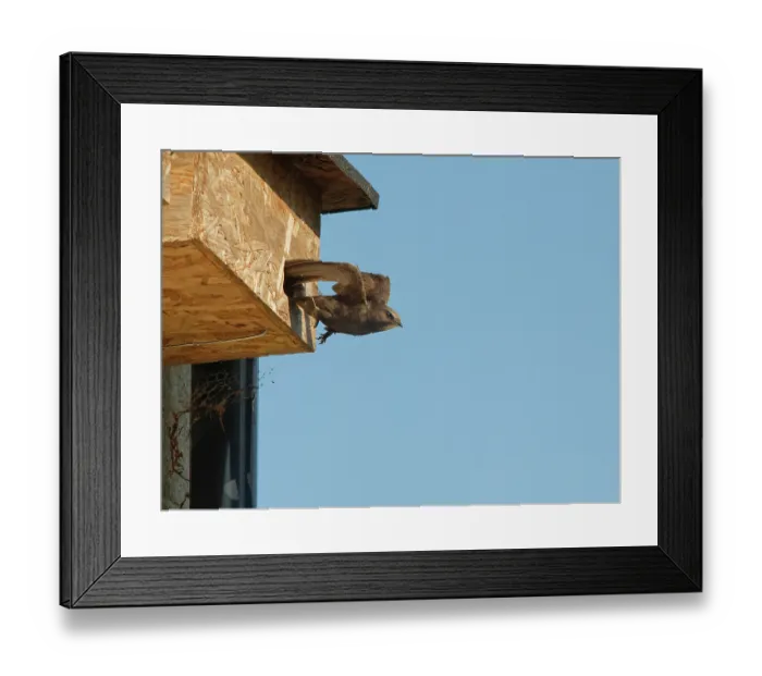 Framed Print : Common swift (Apus apus) leaving nest box it is nesting in, Box, Wiltshire, UK. June Framed Print : Common swift (Apus apus) leaving nest box it is nesting in, Box, Wiltshire, UK. June