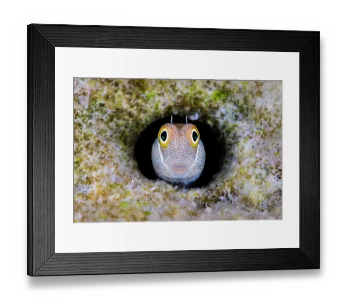 Framed Print : Bluebelly blenny (Alloblennius pictus) peeking out from its hole in the reef, Gubal Island, Egypt, Strait Of Gubal, Red Sea