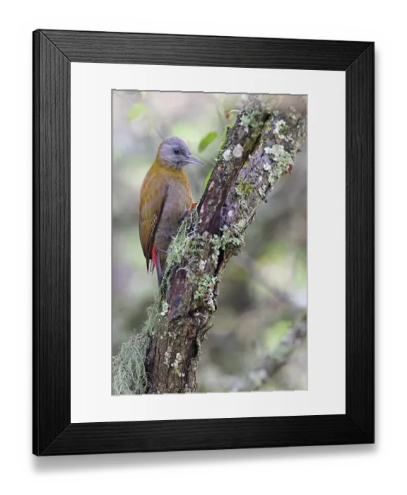 Framed Print : Olive woodpecker (Dendropicos griseocephalus) female, perched on side of tree trunk, Balgowan, KwaZulu Natal, South Africa Framed Print : Olive woodpecker (Dendropicos griseocephalus) female, perched on side of tree trunk, Balgowan, KwaZulu Natal, South Africa