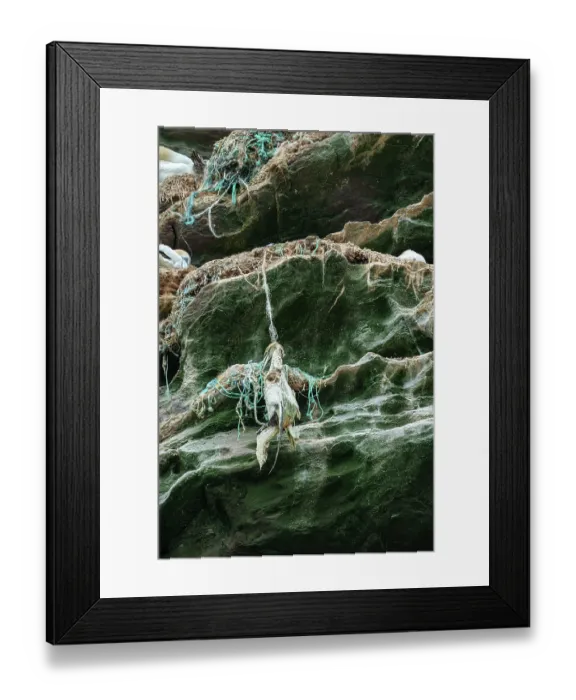 Framed Print : Dead Northern gannet (Morus bassanus) hanging from cliff face entangled in nests made with parts of nylon fishing nets and ropes. Noss National Nature Reserve Framed Print : Dead Northern gannet (Morus bassanus) hanging from cliff face entangled in nests made with parts of nylon fishing nets and ropes. Noss National Nature Reserve