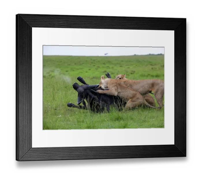 Framed Print : Two Lions (Panthera leo) female, attacking an African buffalo (Syncerus caffer), Masai Mara National Reserve, Kenya Framed Print : Two Lions (Panthera leo) female, attacking an African buffalo (Syncerus caffer), Masai Mara National Reserve, Kenya
