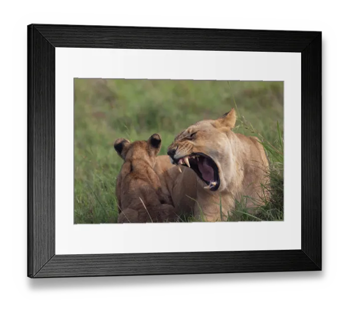 Framed Print : Lion (Panthera leo) female, snarling at her cub, Masai Mara National Reserve, Kenya Framed Print : Lion (Panthera leo) female, snarling at her cub, Masai Mara National Reserve, Kenya